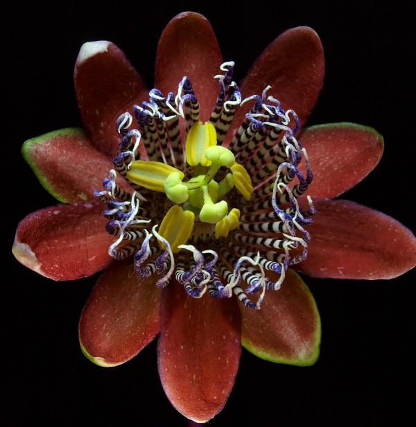 passion flower